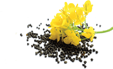A small pile of canola seeds with a canola flower laying on top.